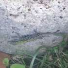 Lézard vert Orvieto