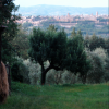 orvieto-a-giugno-vista-da-pietramata-1.png